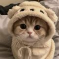 Alex_shalun