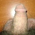 cats1