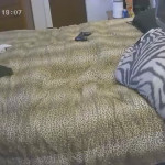 ����������� ��������.